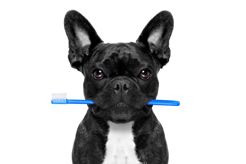 Dentistry at Prince Charles Animal Hospital