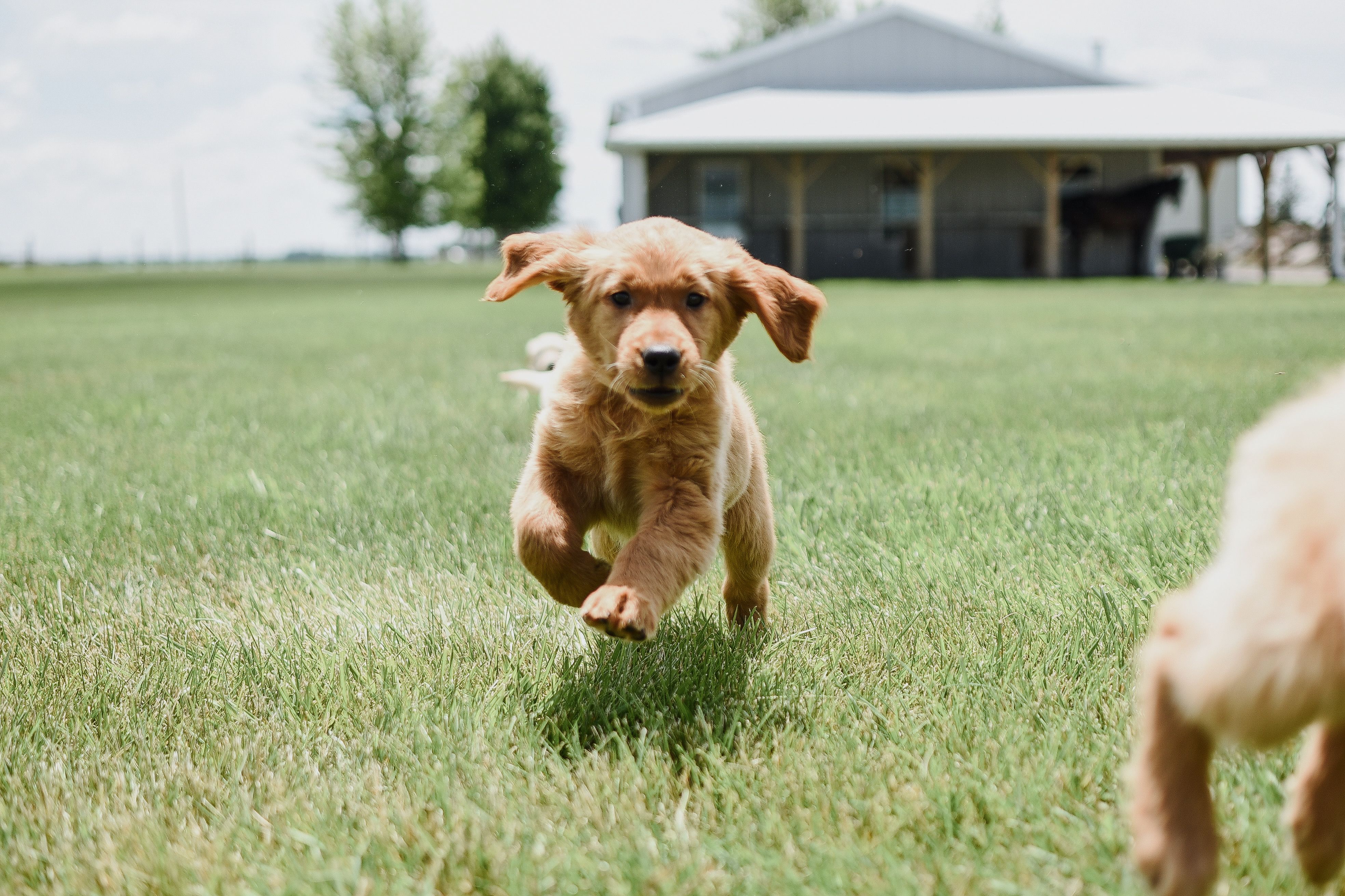 Vaccinations at Prince Charles Animal Hospital