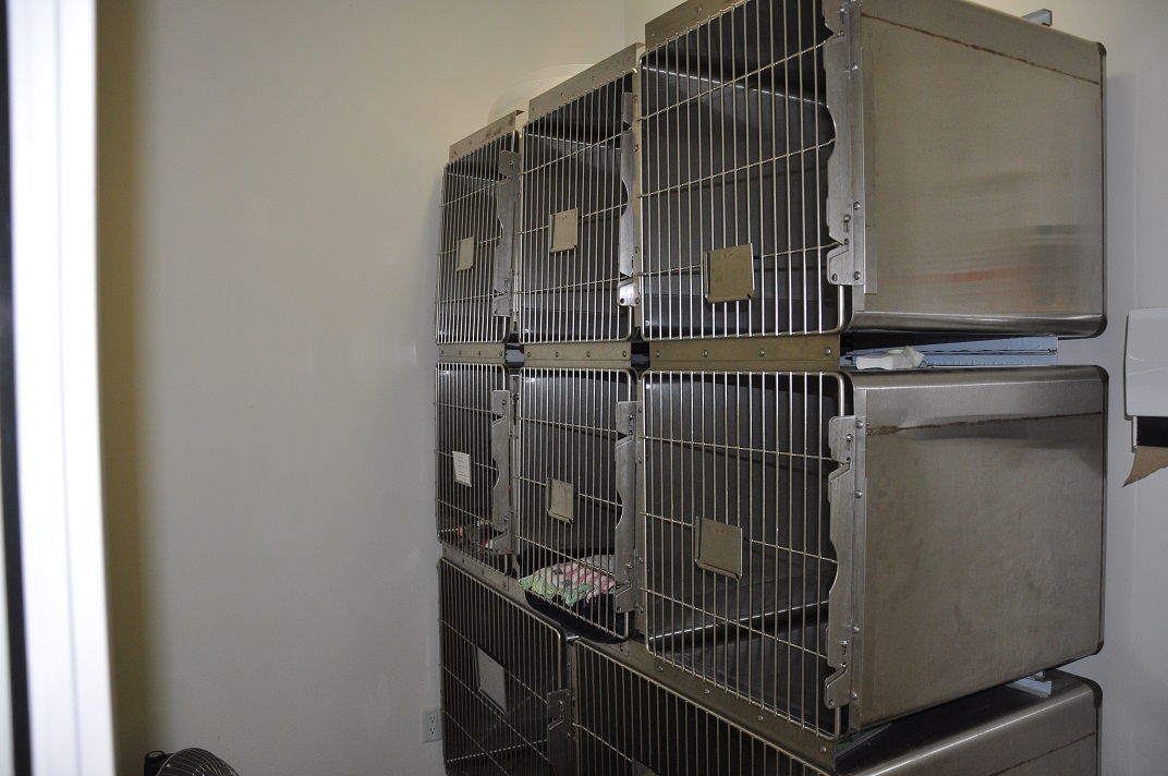 Cat Kennels